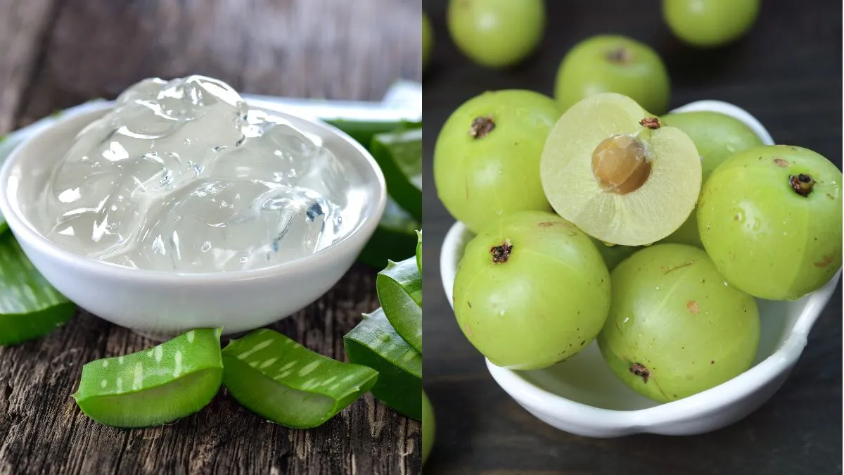 aloe-vera-or-amla-which-is-better-choice-to-promote-hair-growth-know-here